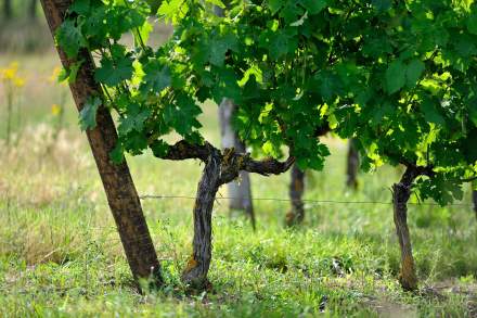 Hôtel autour Angers à Juigné-sur-Loire - Vignes - Loire et Sens