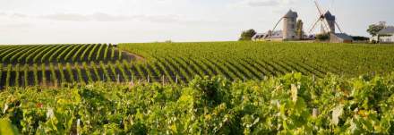 Trail Loire &amp; Vignes à Loire&amp;Sens Juigné sur Loire